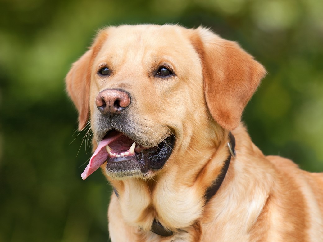 Cães e gatos apreciam a música colocada para eles ouvirem?