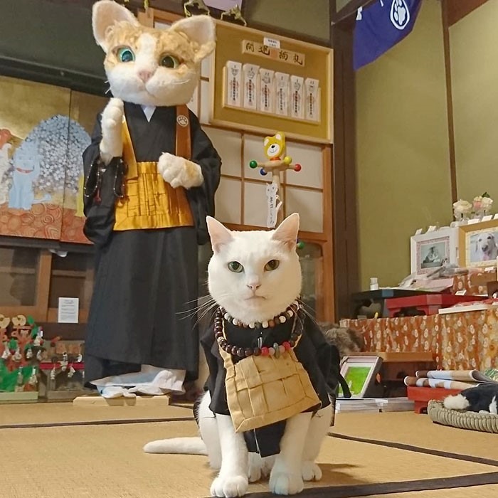 Santuário de gatos com monges fofos pode ser visitado no Japão