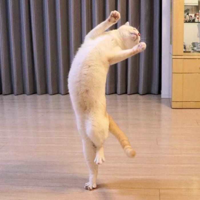 Gato dançarino japonês mostra passos incríveis!