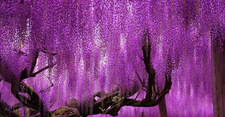 Árvore japonesa centenária impressiona com belíssimas cores em degradê