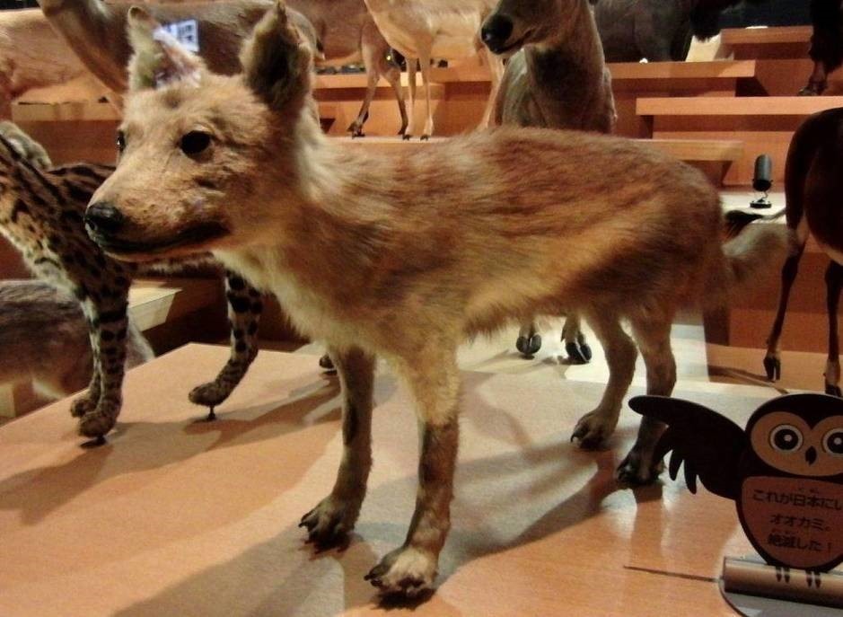 “Lobo fantasma” extinto há mais de um século é visto no Japão