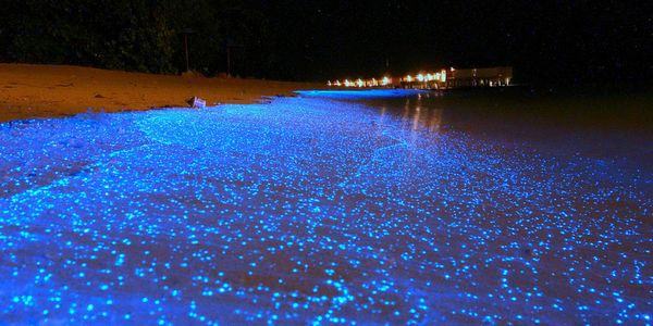 As incríveis lulas vagalumes da costa japonesa