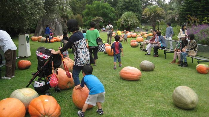 Halloween: Conheça um campo de abóboras gigantes em Tóquio!