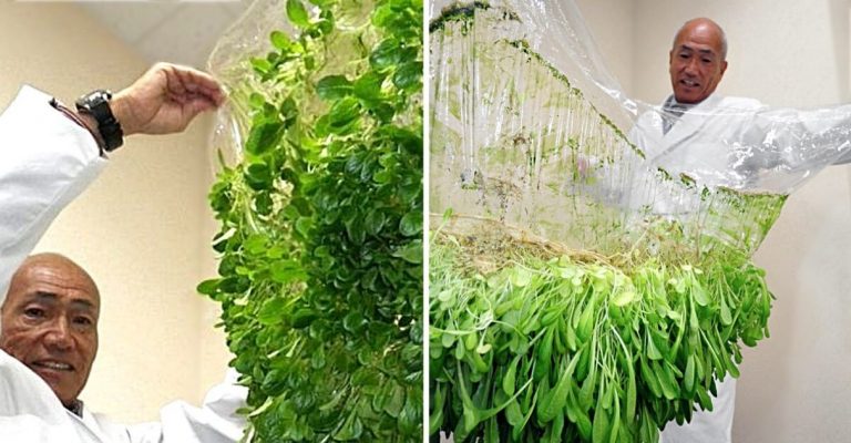 Japonês cria técnica que permite cultivar alimentos sem a necessidade de terra