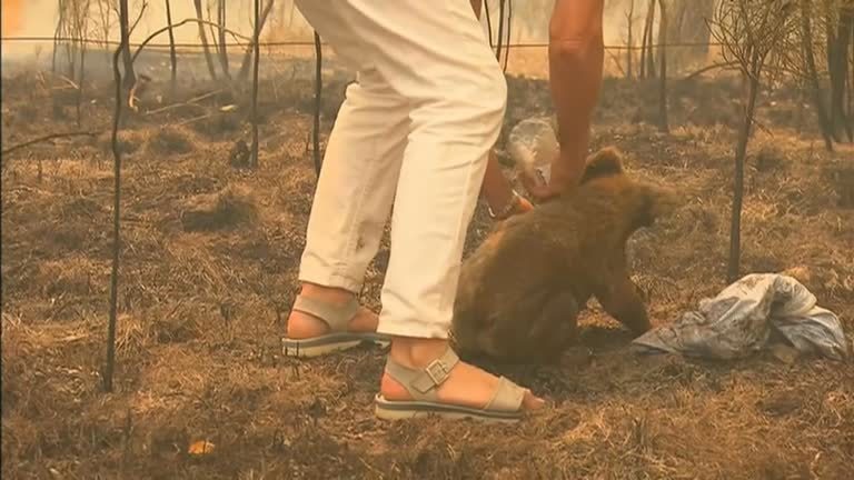 Coala resgatado em incêndio na Austrália não resiste e morre