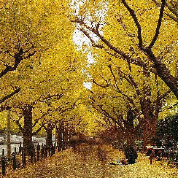 O Ginkgo na Cultura Japonesa