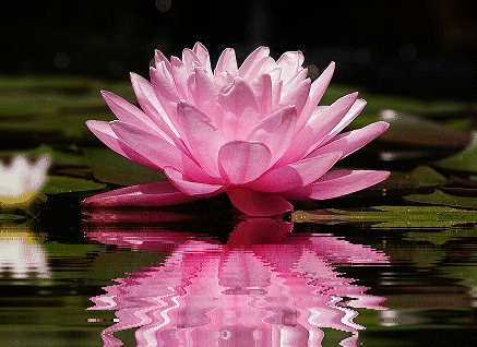 A lenda da flor de lótus