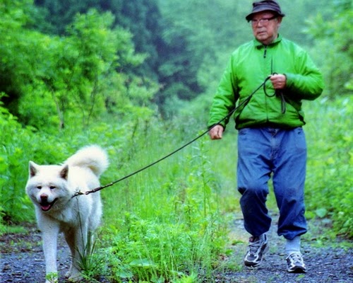Conheça a história do homem que salvou a raça Akita da extinção