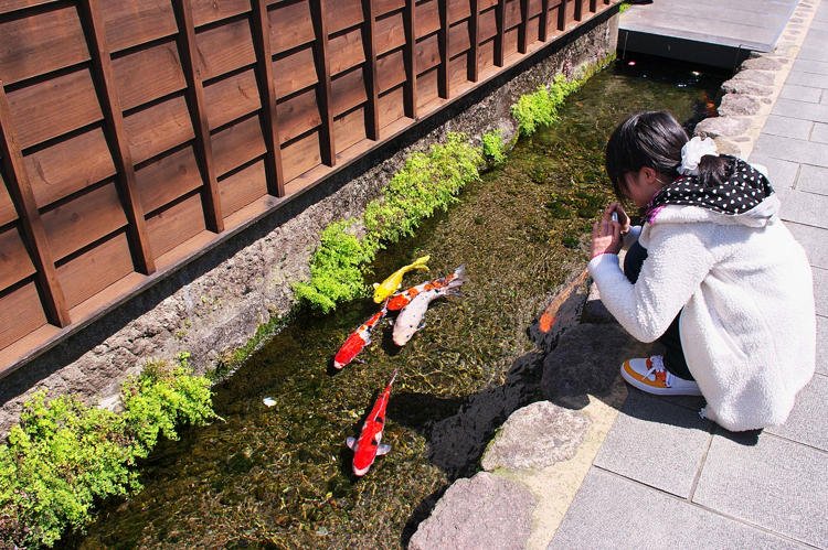 Shimabara: a cidade japonesa onde carpas coloridas nadam pelos canais de drenagem