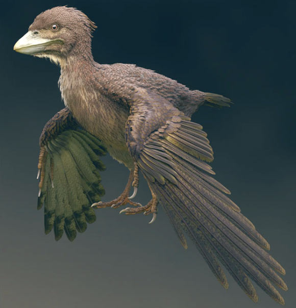Fóssil de ave de 120 milhões de anos é descoberto no Japão