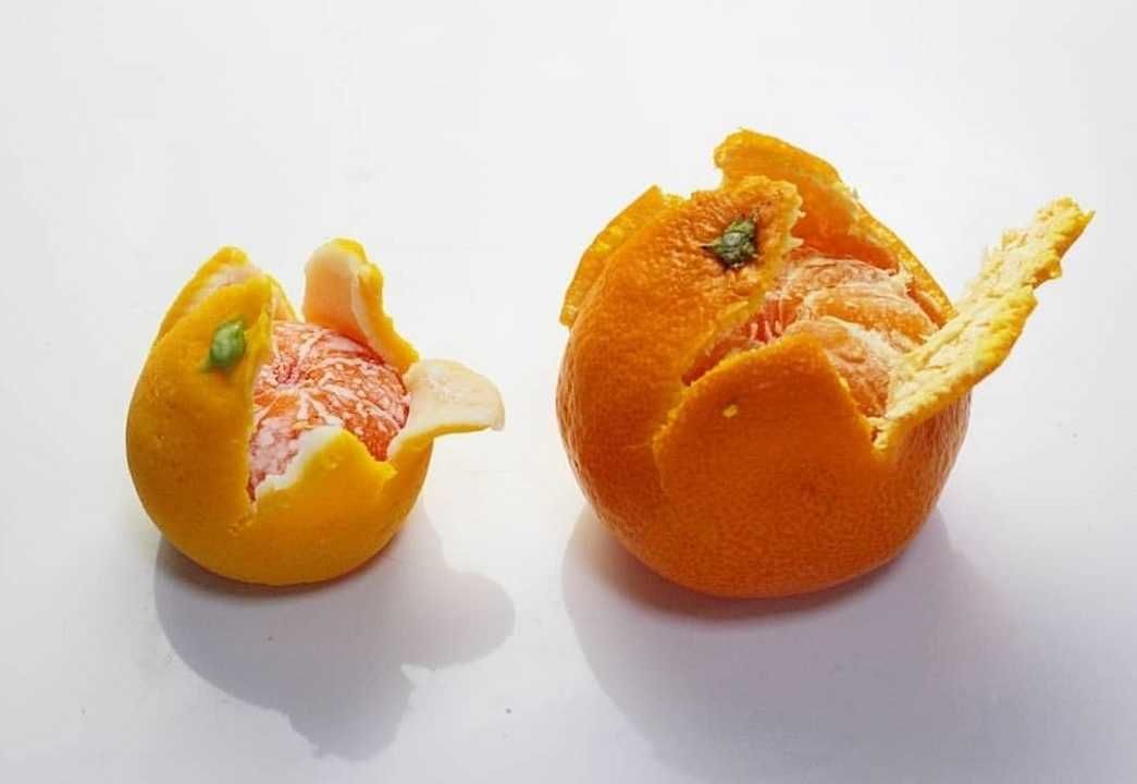 Wagashi: Doce realista em forma de mikan está sendo vendido em Aichi