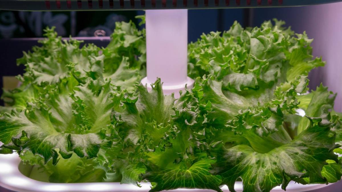 Fábrica de verduras automatizada é o futuro da agricultura no Japão