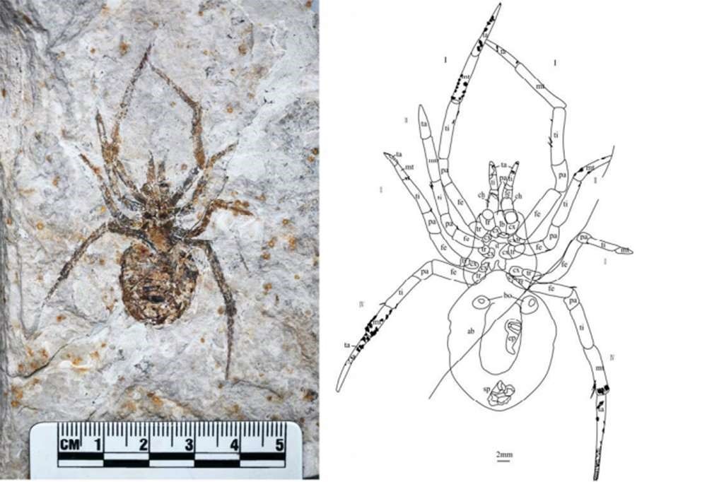 Fóssil de aranha gigante era uma farsa