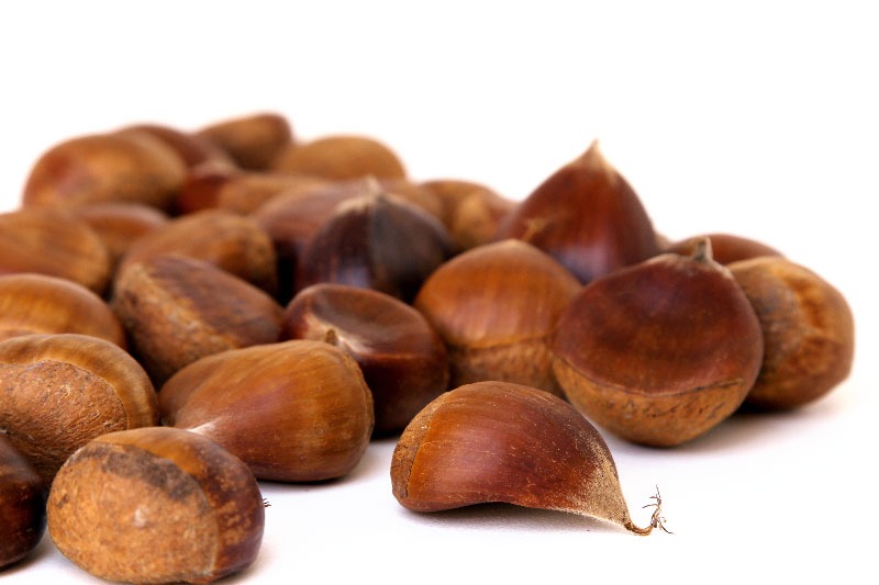 Castanha japonesa pode ser opção de renda para agricultores do sul de Minas