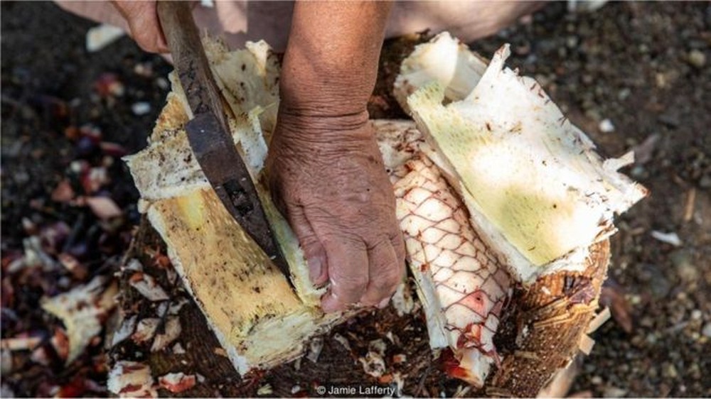 A planta tóxica que salvou moradores de ilha do Japão da fome