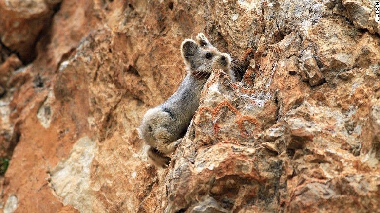 Coelho raro na China é fotografado pela primeira vez em 20 anos