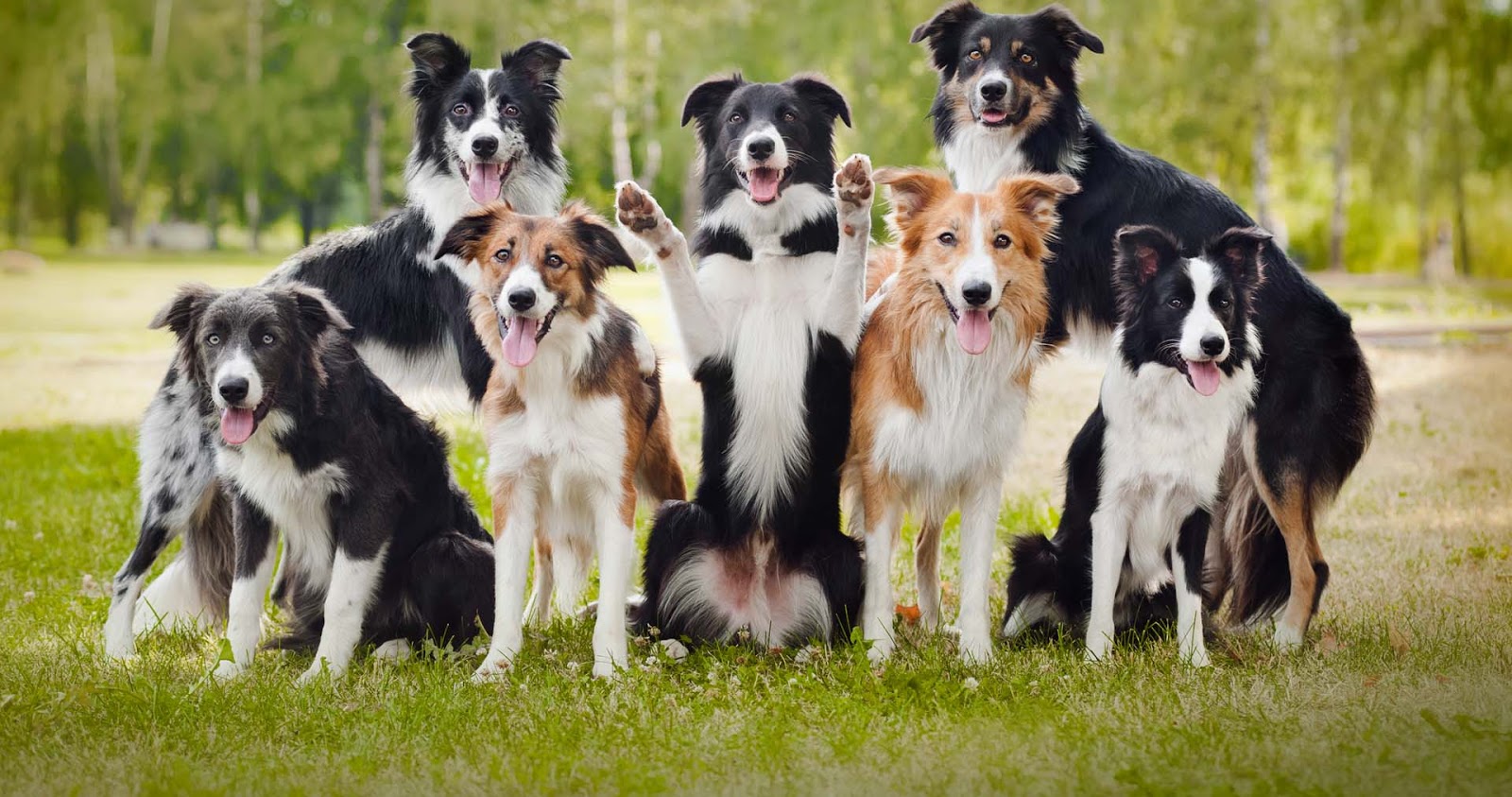 Padaria japonesa cria pães com formato de ‘bundinhas’ de corgi