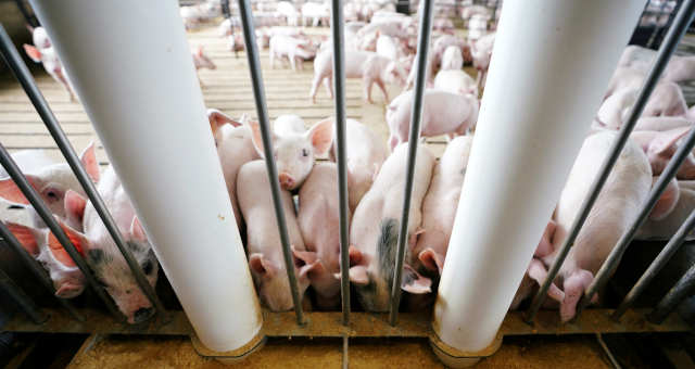 Japoneses e coreanos resistem a pagar mais por carne suína de frigorífico catarinense