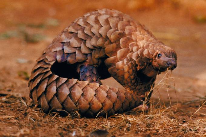 Este pode ter sido o animal que passou o novo coronavírus para humanos