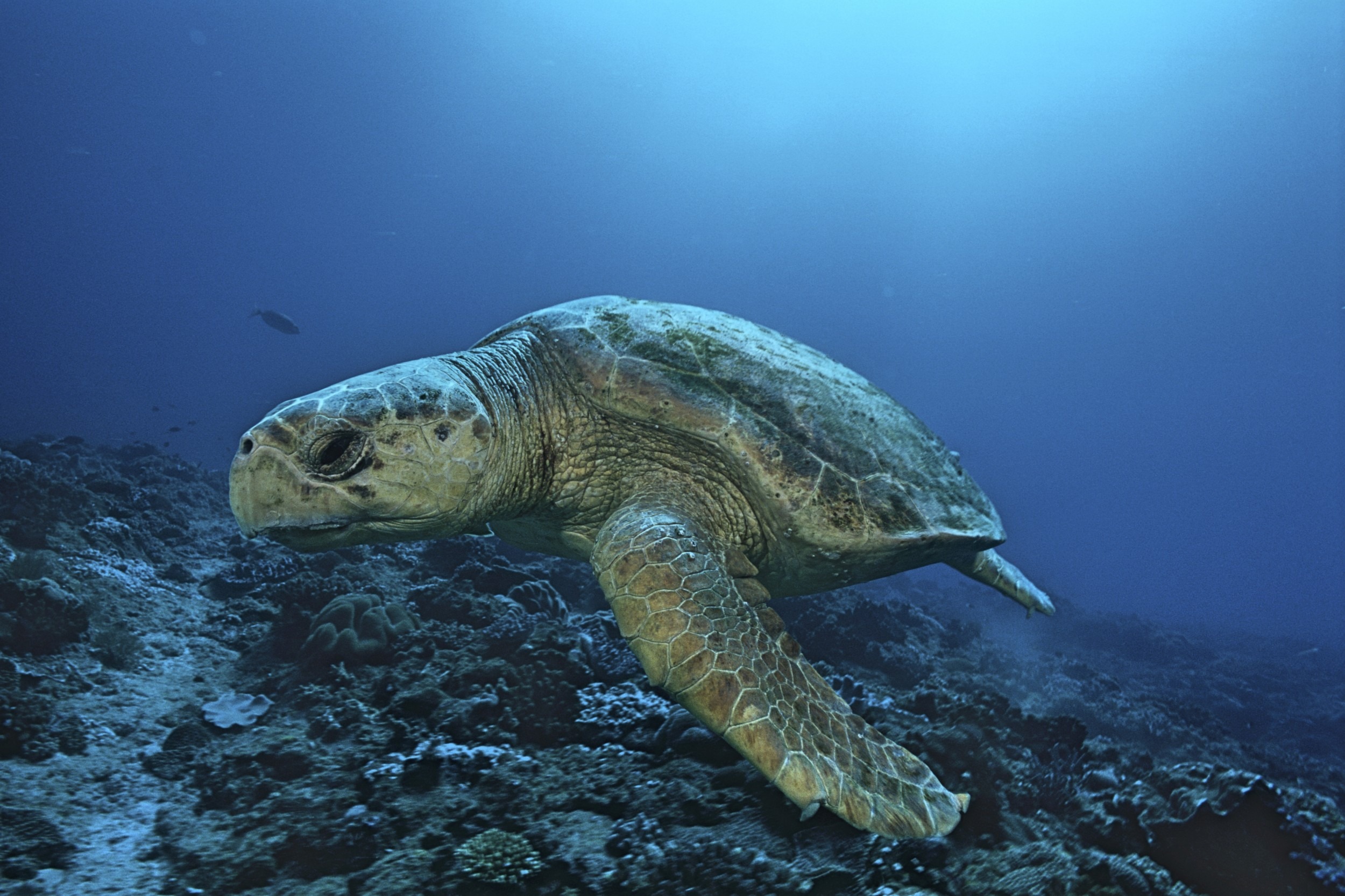 Japão cria diques para ajudar tartarugas a atravessar trilhos