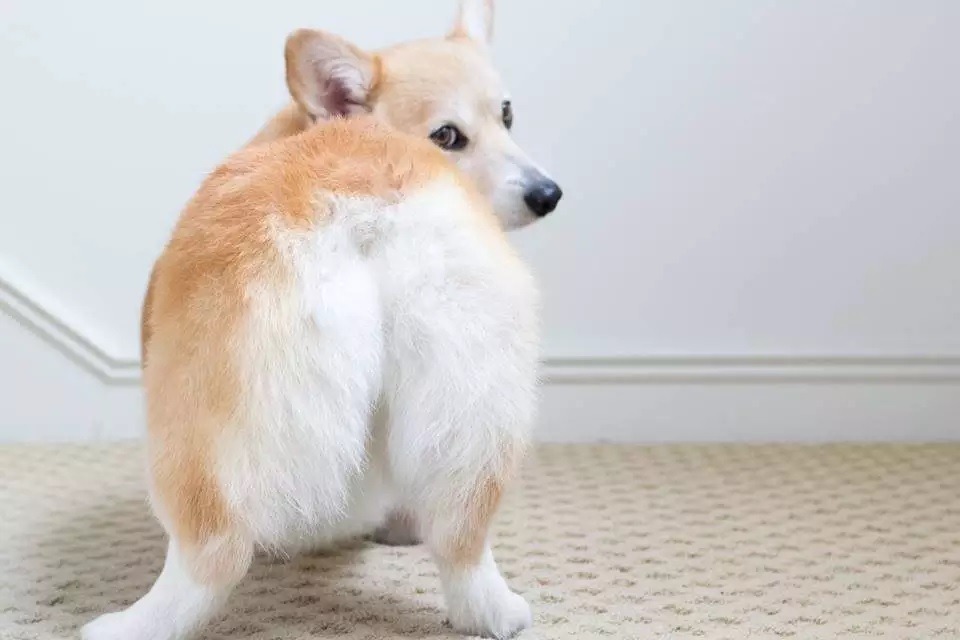 Padaria cria pães recheados com formato de bundinhas de corgi