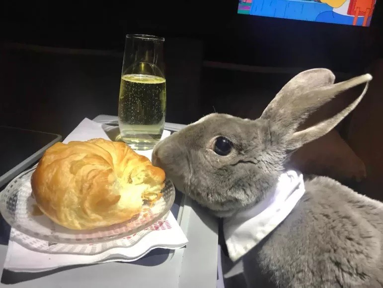 Esta coelha voou em classe executiva dos EUA para o Japão. Teve direito a champanhe, croissants e muito mais