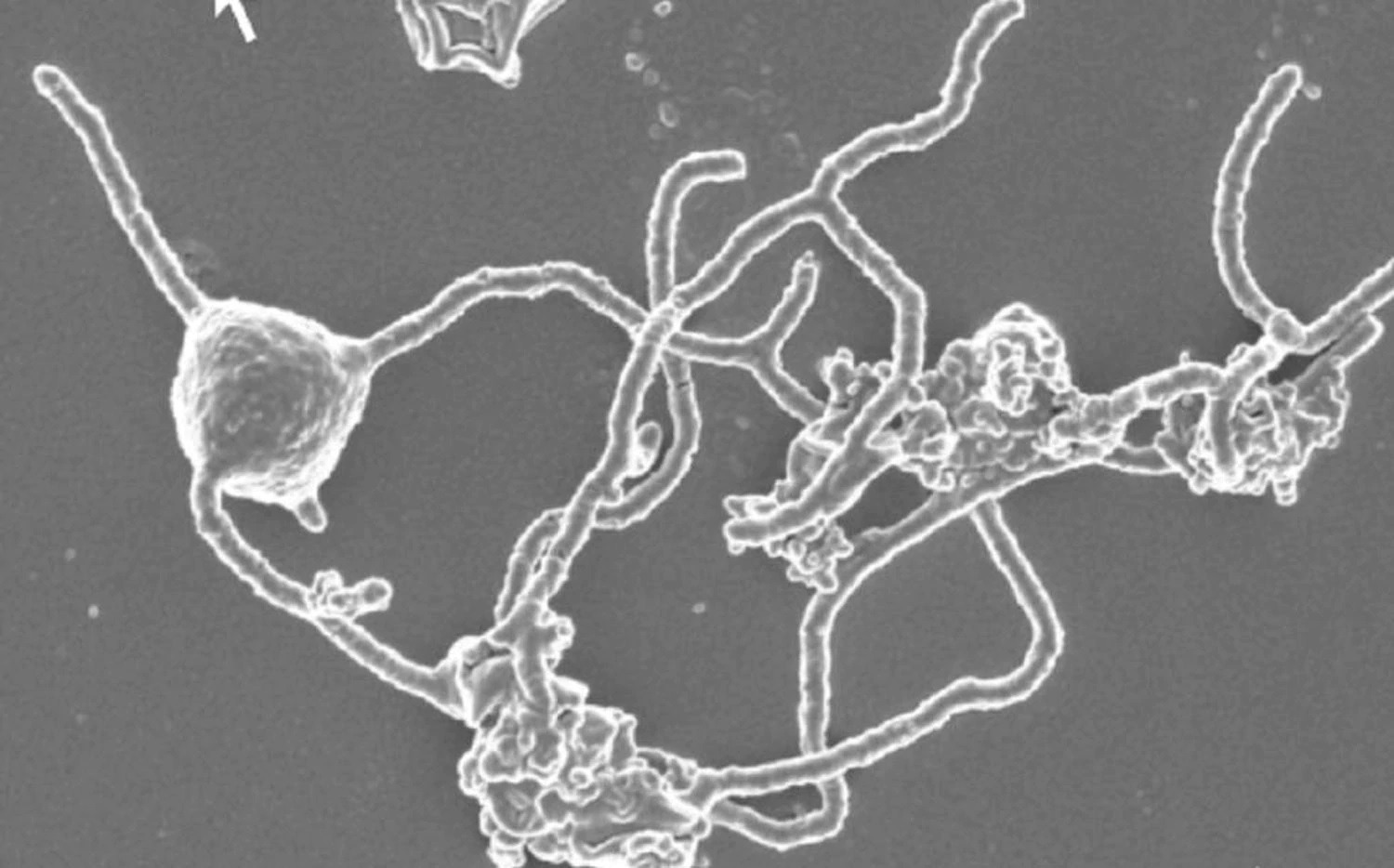 Encontrado o organismo que explica a origem de toda a vida complexa da Terra