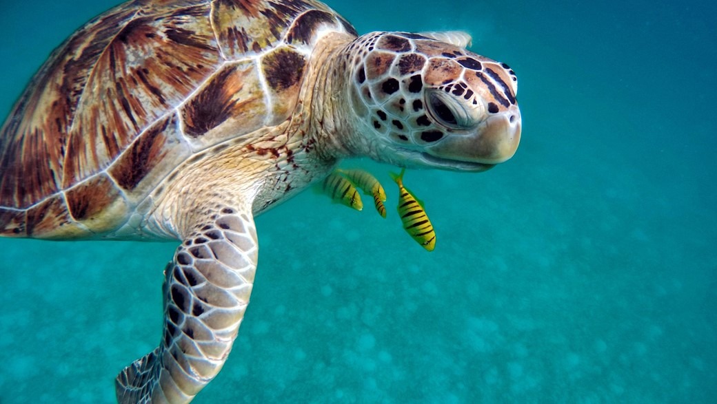 Tartarugas sentem cheiro de comida em plástico, dizem cientistas