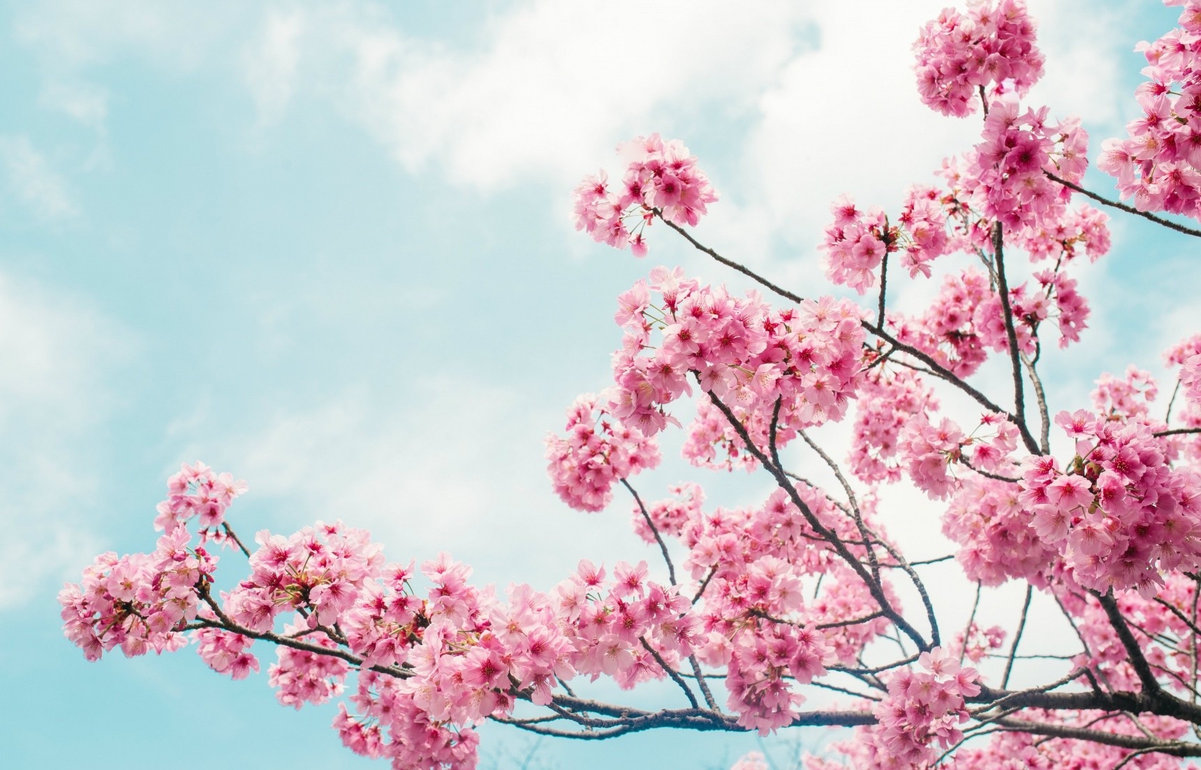 Festivais da flor de cerejeira no Japão murcham com surto de coronavírus
