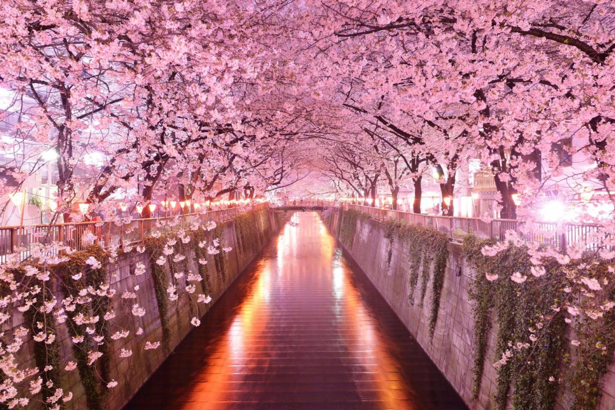 Onde e quando ver as cerejeiras no Japão