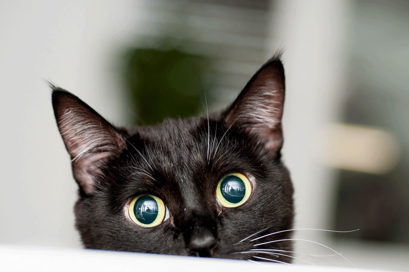 Bolsa em formato de gato é a nova febre no Japão