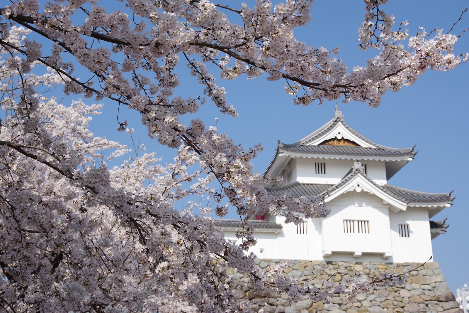 Flores de cerejeiras são apreciadas de dentro de casa no ‘Hanami Virtual’ japonês