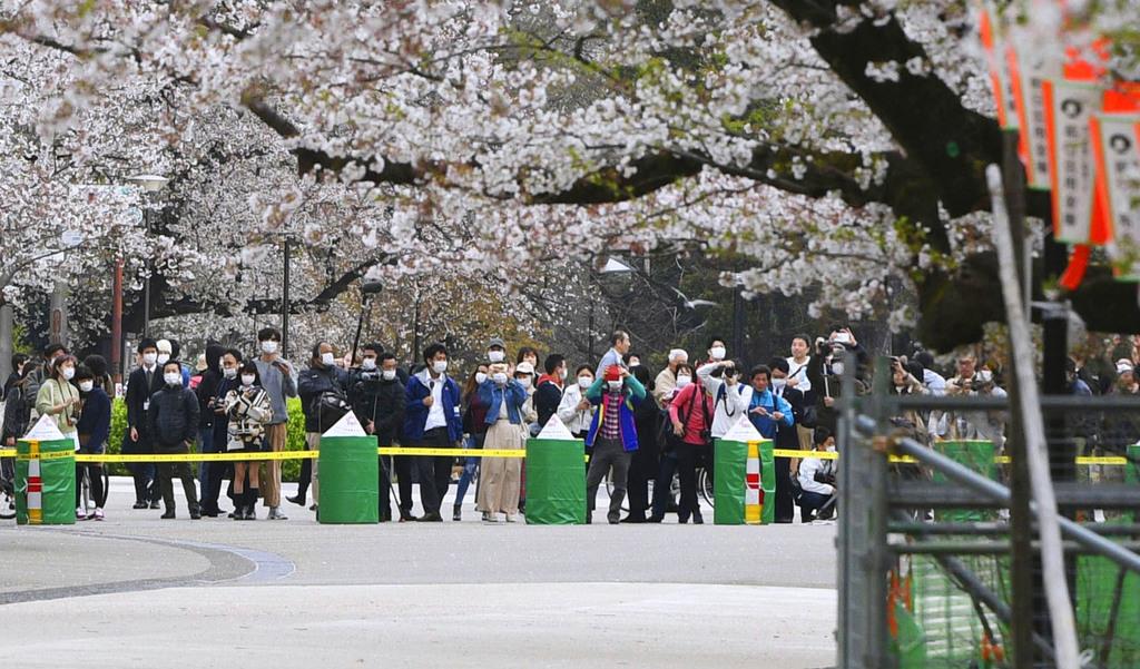 Apesar do vírus, Japão celebra flores de cerejeira, ‘alegria da primavera’