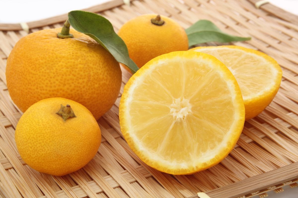 Yuzu – Quais as utilidades do limão japonês, preço e produção