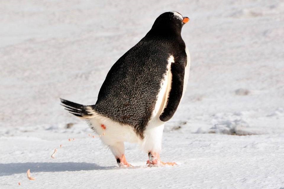 Fezes de pinguins produzem gás mais poluente que CO2