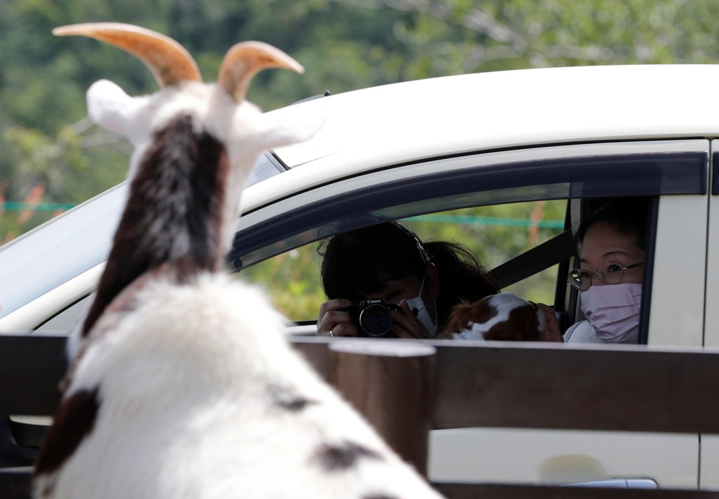 Parque de animais do Japão reabre para público visitar sem sair do carro