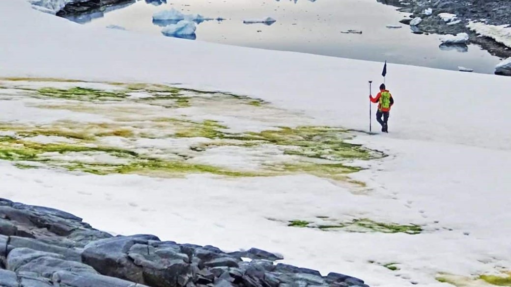 Por que a neve da Antártida está se tornando verde?