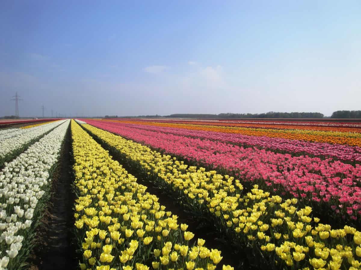 Japão corta 100 mil tulipas para manter o coronavírus à distância