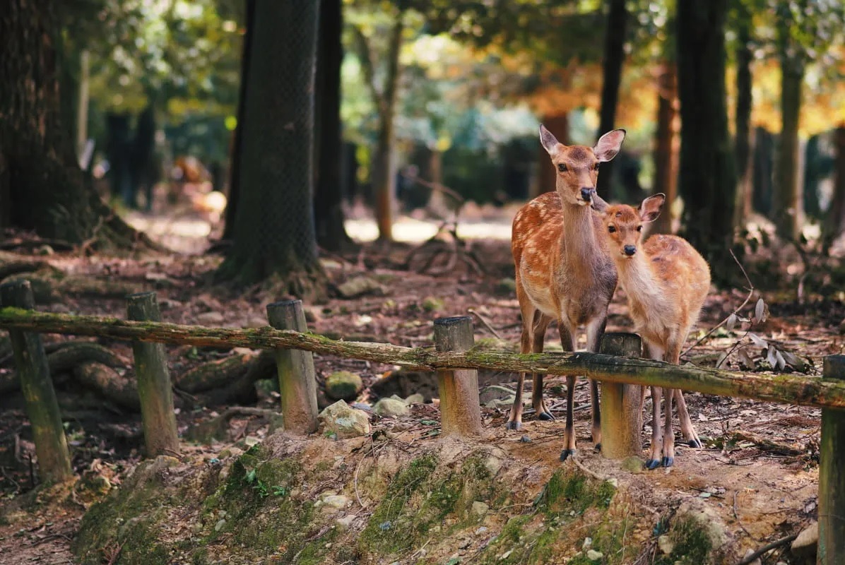 Sem turistas, cervos descansam sob cerejeiras no Japão