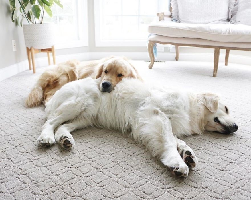 Veja como os cães gostam de se usar como travesseiros