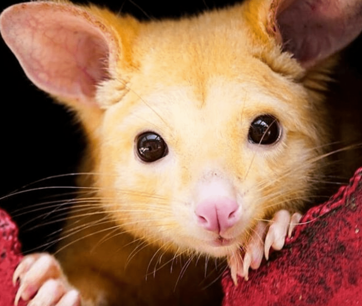Pikachu da vida real é descoberto após veterinários resgatarem pequeno gambá