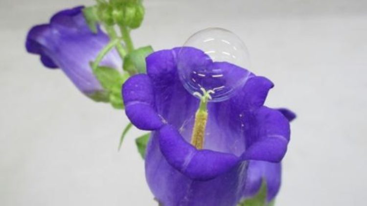 Professor japonês desenvolve estudo para polinizar plantas com bolhas de sabão e drone