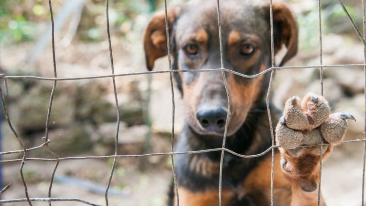 Mulher presa por crueldade contra animais mantinha 58 animais de estimação em casa em Tóquio