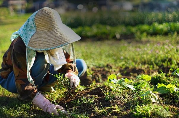 Devido à pandemia, japoneses passam a buscar trabalho no setor agrícola