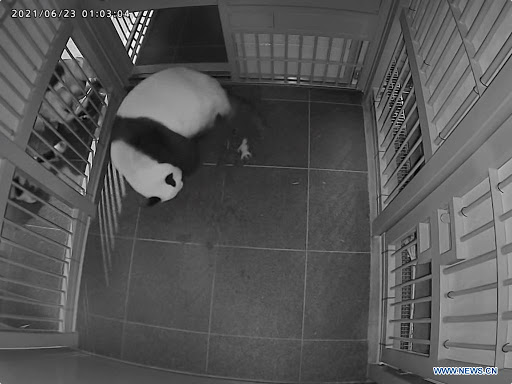 Panda-gigante Shin Shin dá à luz gêmeos no Zoológico de Ueno em Tóquio