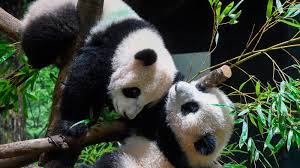Filhotes de panda gêmeos estreiam em zoológico de Tóquio