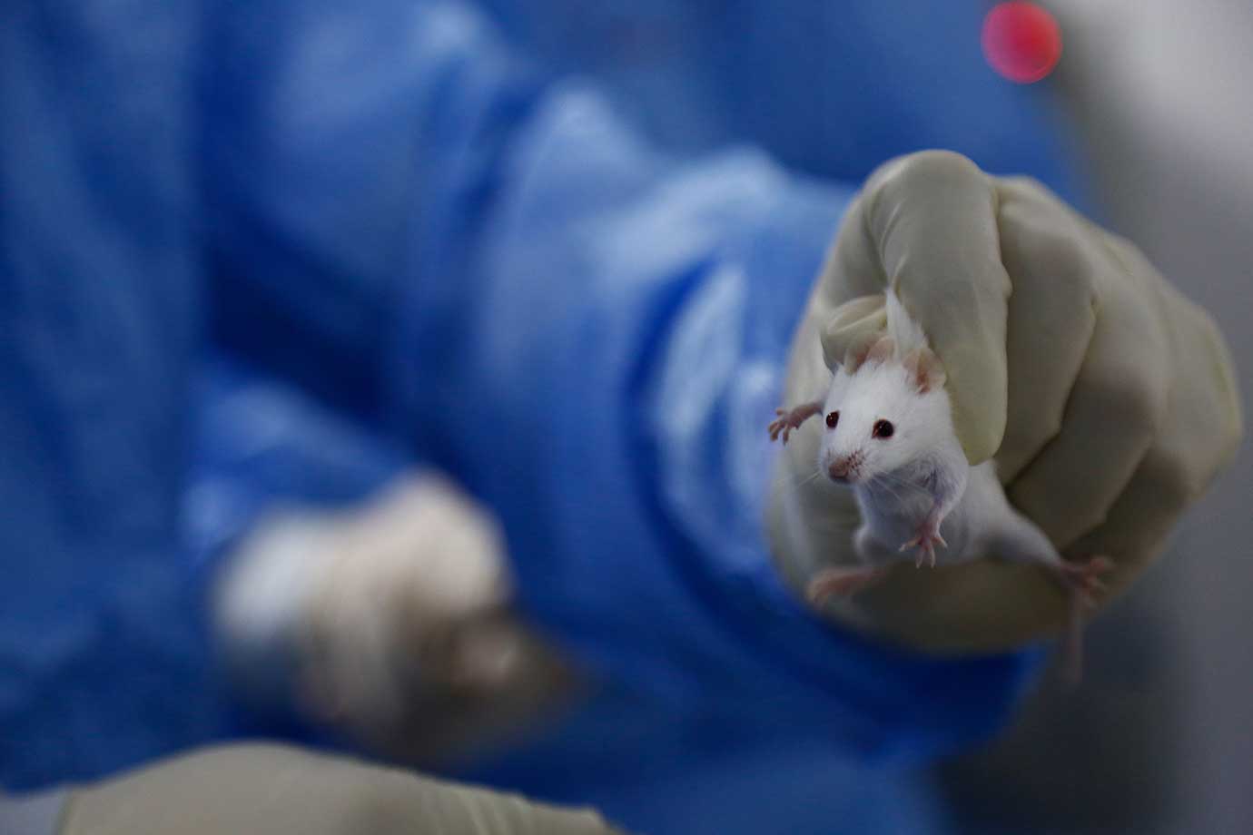 Camundongos que receberam transplante de células tiveram melhoras nos sintomas de diabetes