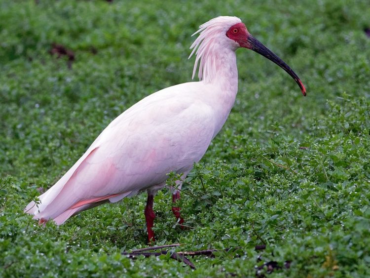 Japão planeja reintroduzir espécie de ave em risco de extinção na natureza