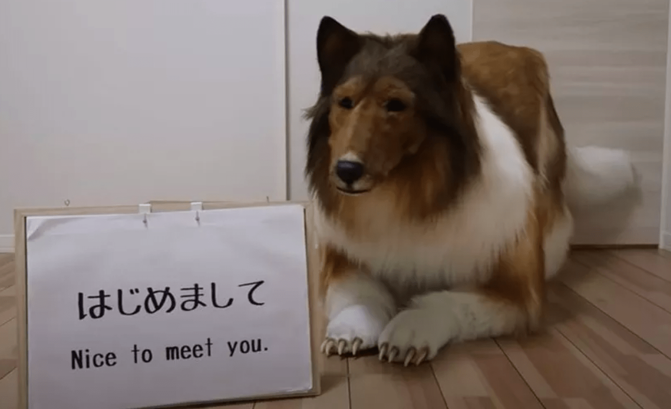 Japonês gasta cerca de 2 milhões de ienes para realiza sonho de se ‘transformar’ em um cachorro