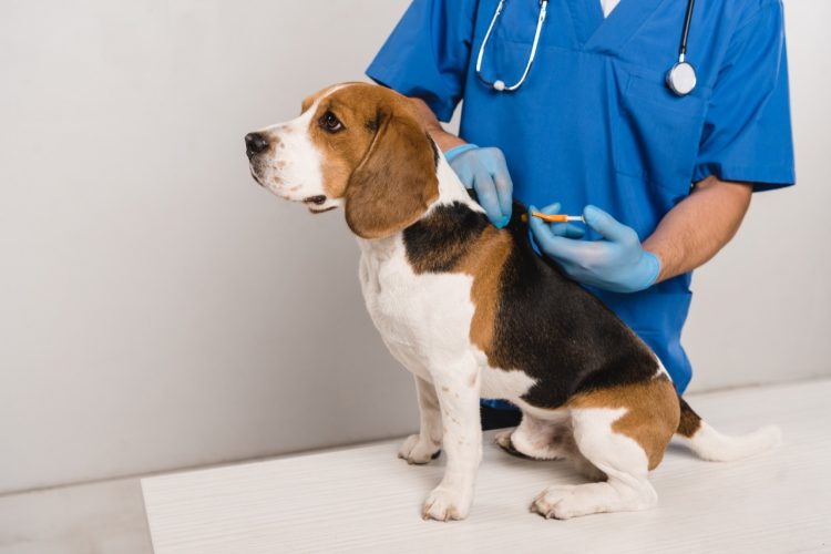 Entra em vigor lei que obriga a implantação de microchips em animais de estimação